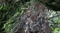Vertical Spiderweb scene 20110430 160710 HD Footage