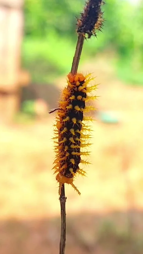 Vertical Spiny Caterpillar (Lepidoptera) Crawling Twig 2K Slow Motion Stock Footage 346234129