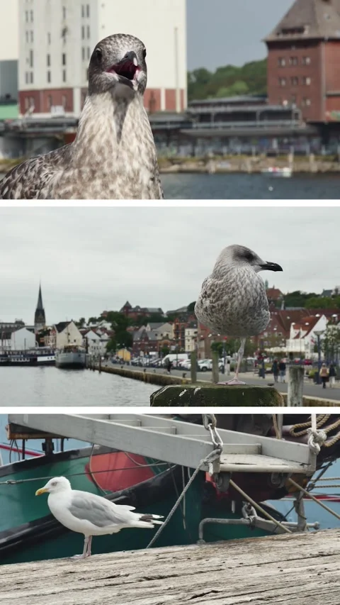 Vertical split-screen footage displaying gulls in different urban settings, Stock Footage 348363069