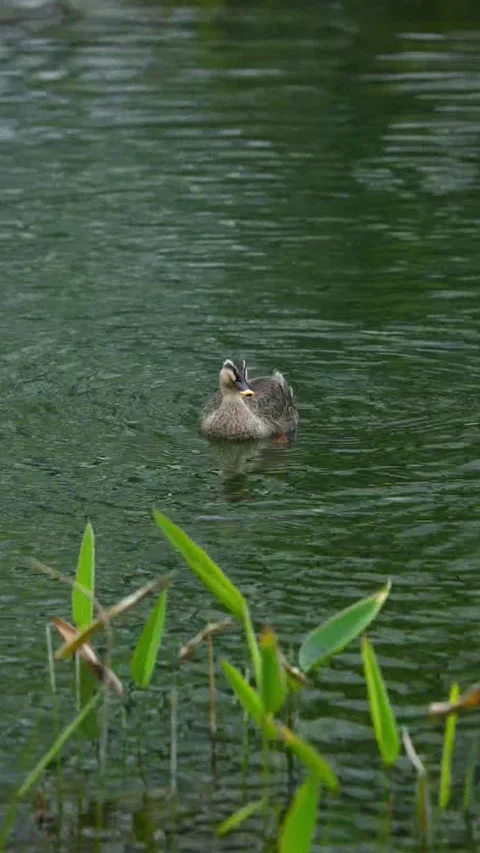 Vertical Spot Billed Duck Flapping Wings on Water Stock-Footage 334772530