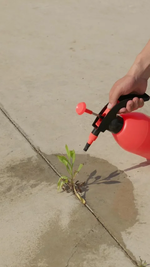 Vertical  spray bottle waters tough plants growing out of concrete cracks. Stock Footage 336037771