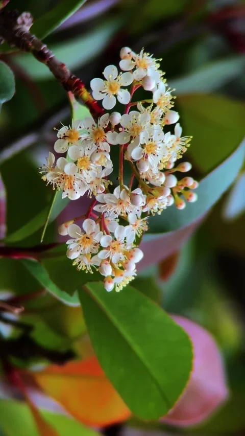 Vertical Spring Arrival with Blooming White Flowers in China Vidéo 334711899