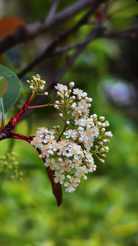 Vertical Spring Bloom White Flowers Native China Lens Stock-Footage 333562570