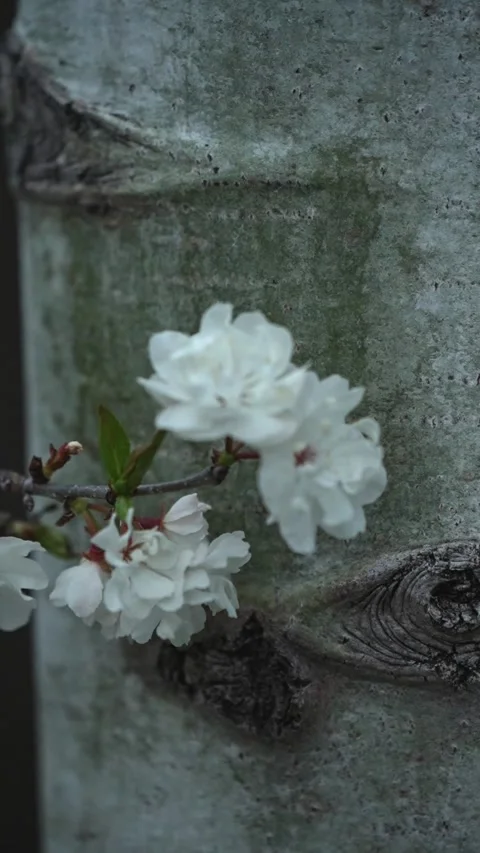 Vertical Spring Blossom Branch Beside Tree Trunk Stock Footage 336336465