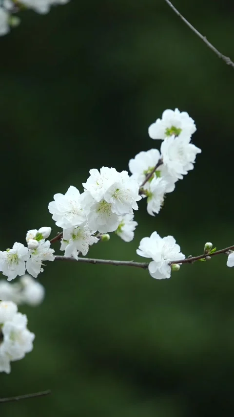 Vertical Spring Blossoms Swaying in Gentle Breeze Video stock 332748148