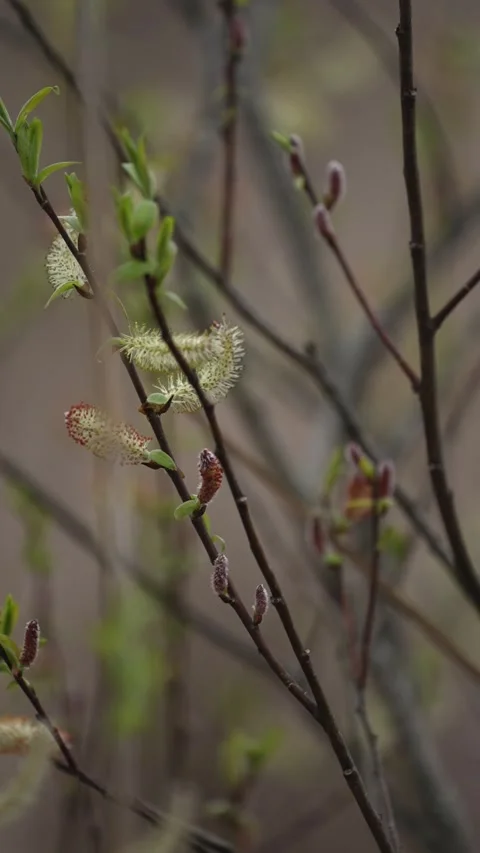 Vertical Spring Buds Blooming on Tree Branches in Early Growth Stock Footage 336281114