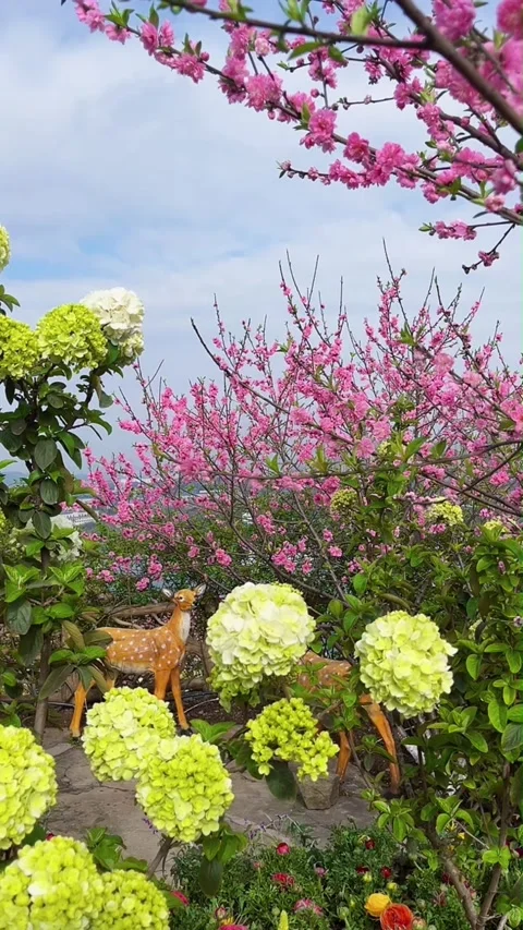 Vertical Spring Garden with Yellow Hydrangeas, Peach Blossoms, and Deer Scul Stock Footage 331483336