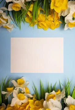 Vertical spring greeting card for message with yellow flowers and grass Stock Photos