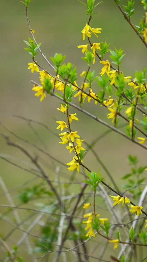 Vertical Spring Growth Yellow Blossoms Vídeos de archivo 333568253