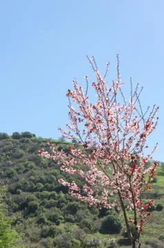 Vertical spring landscape with blossoming cherry tree Stock Photos