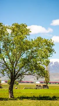 Vertical Spring Landscape with Clear Space for Text, Ideal for Wallpapers Foto stock