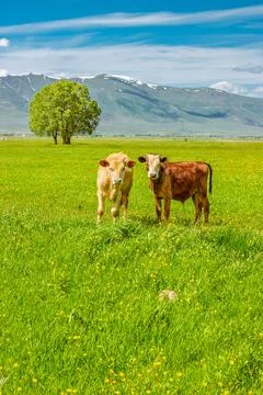 Vertical Spring Landscape with Cows Grazing in Erzurum Plain, Turkey Stock Photos