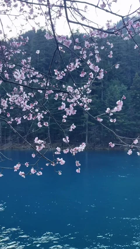 Vertical Spring Scenery of Jiuzhaigou with Blooming Flowers Stock Footage 332687882