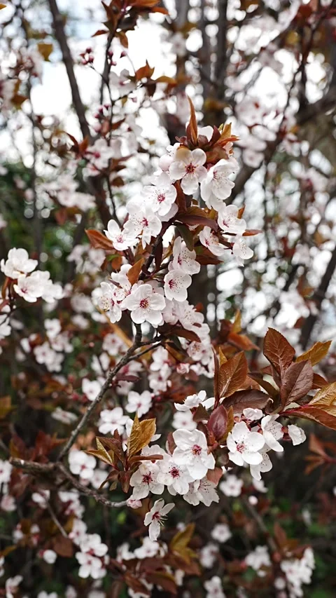 Vertical spring shot of blooming cherry plum branches near Walensee, Switzerland 스톡 동영상 332627812