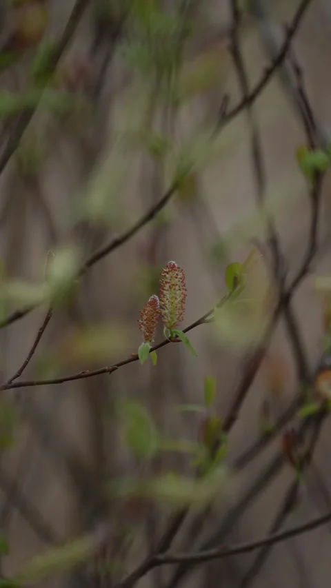 Vertical Spring Tree Branches with Buds Moving in the Wind Stock Footage 336281310