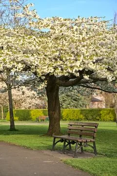 Vertical spring view of single bench beside delicate white blooming cherry tree Stock Photos