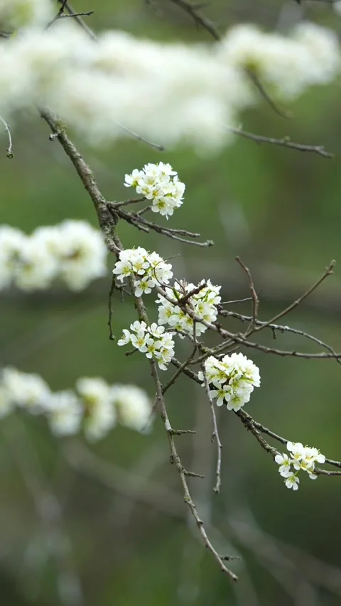 Vertical Spring White Blossoms on Branch in China Video stock 332748366