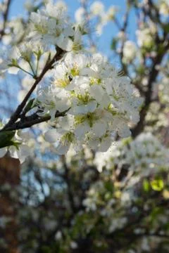 Vertical springtime plum tree flowers. Stock Photos