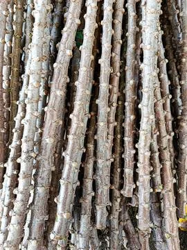 Vertical Stack of Cassava Stems Texture Background Natural Tapioca Plant Cutting Stock Photos