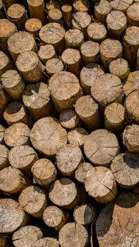 Vertical stack of cut logs in natural light. Stock Photos