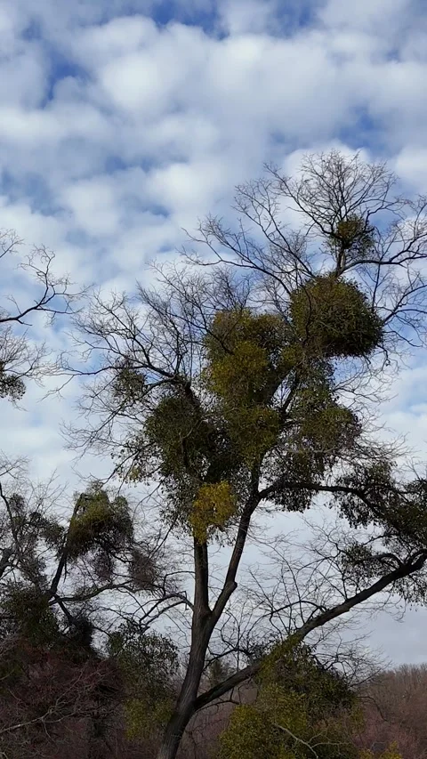 Vertical Static Aerial Time Lapse of Clouds Moving Over Tree with Mistletoe Stock Footage 323875300