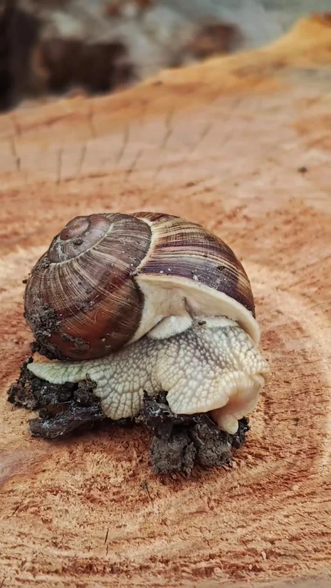 Vertical static macro shot of a snail crawling on a wooden stump. Stock Footage 340494062