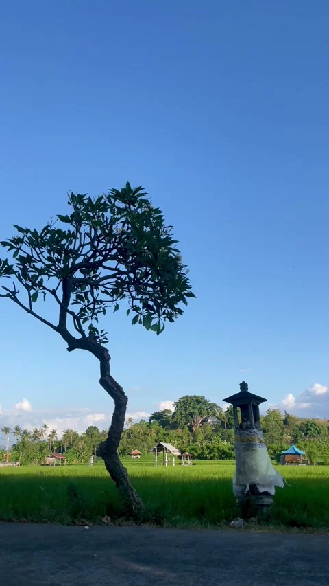 Vertical Static Shot of Balinese Shrine and Tree in Rice Field Bali Stock Footage 340411381