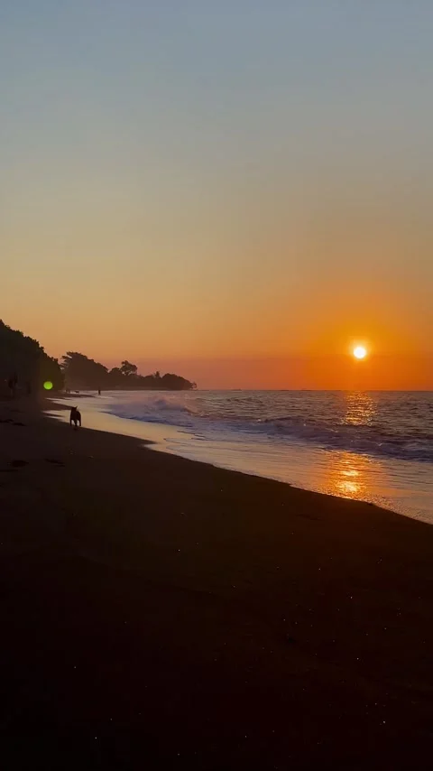 Vertical static shot of beautiful Bali sunset beach with dog silhouette Stock Footage 336494281