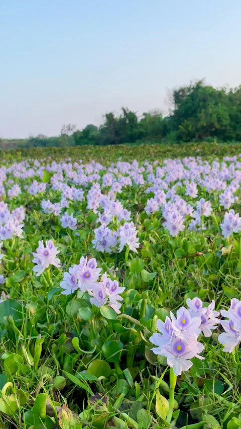 Vertical Static Shot of Blooming Purple Water Hyacinths in Bali Stock Footage 340002685