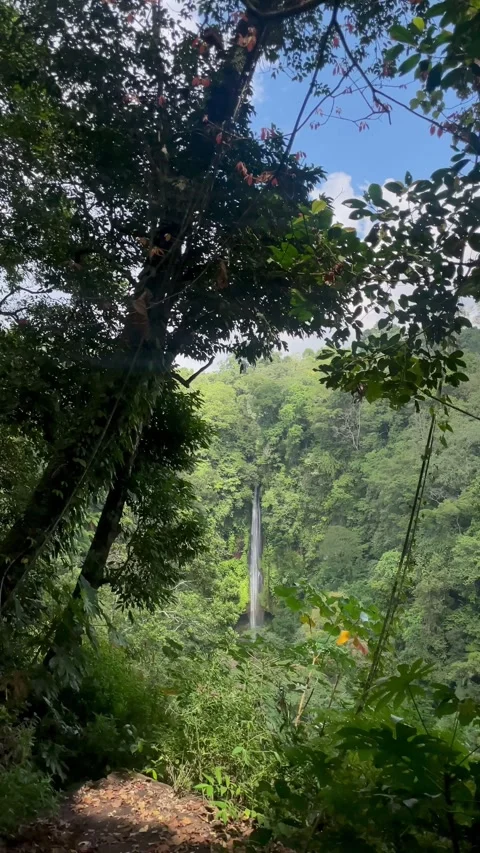 Vertical Static Shot of Distant Waterfall in Bali Jungle Stock Footage 340562316