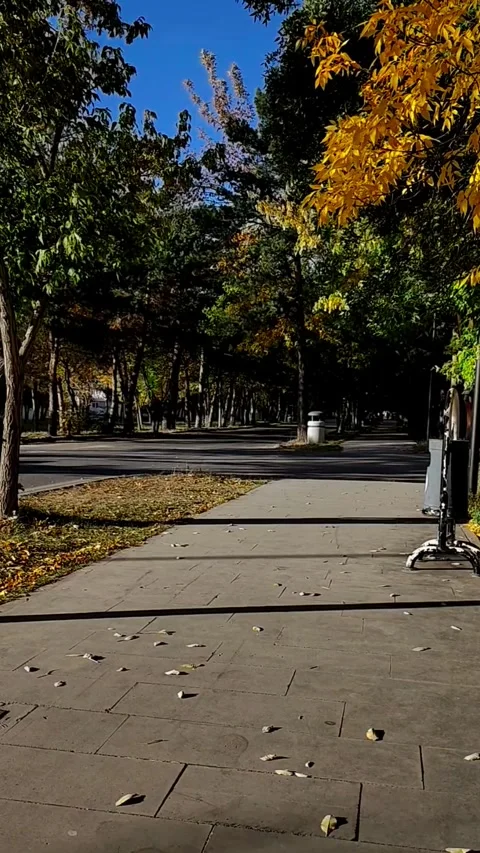 Vertical static shot of an empty paved park pathway lined with yellow autumn Stock-Footage 328402213