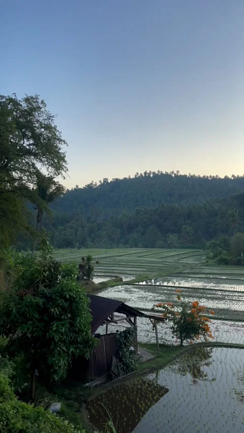 Vertical Static Shot of Flooded Rice Paddies and Rural Hut in Bali Stock Footage 339646567