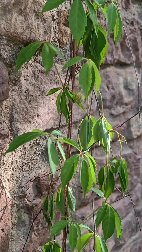 Vertical Static Shot of Green Ivy Leaves Swaying on Stone Wall in Wind 4K Stock-Footage 334871063