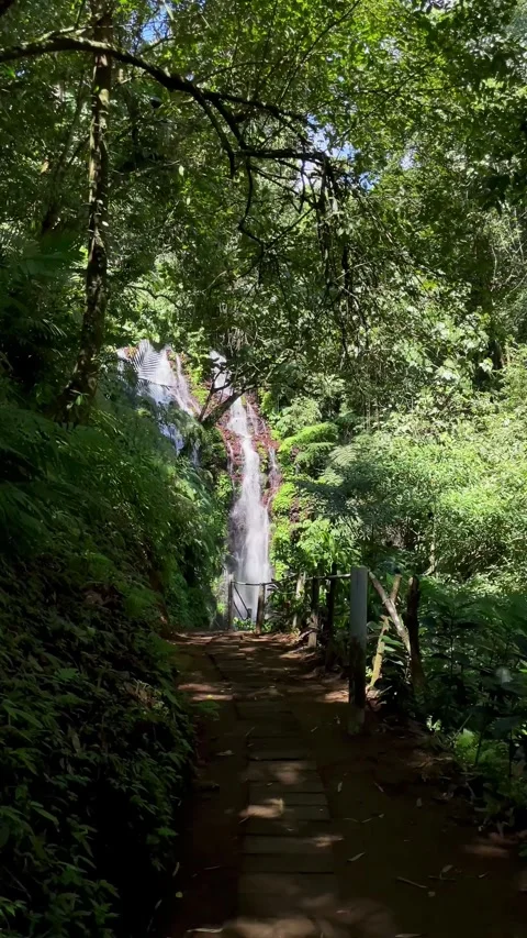 Vertical Static Shot of Jungle Pathway Leading to Waterfall in Bali Stock Footage 339450267