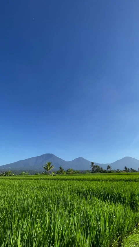 Vertical Static Shot of Lush Green Rice Fields and Triple Peaks in Bali Stock Footage 336696504