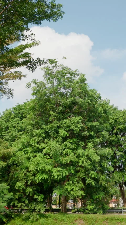Vertical Static Shot of a Lush Rain Tree and Street Traffic in Malacca Stock Footage 342330258