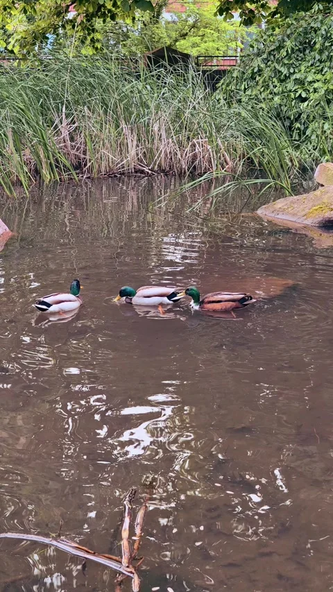 Vertical Static Shot of Mallard Ducks Swimming in a Peaceful Park Pond 4K Stock-Footage 334871102