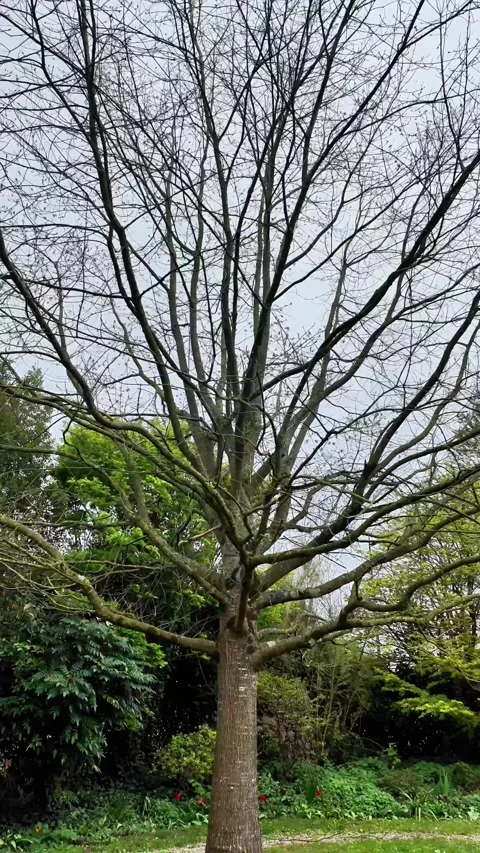 Vertical static shot of a tall, bare tree with complex branches standing in a lu Vidéo 332679565