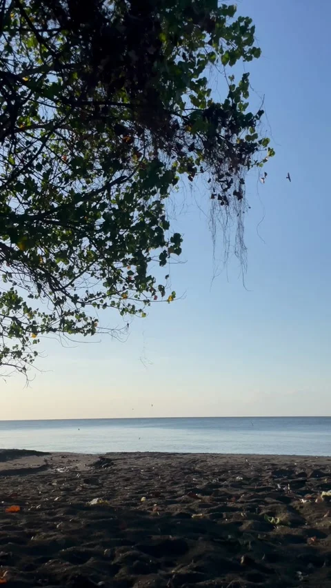 Vertical Static Shot of Tropical Beach and Tree Canopy in Bali Stock Footage 340411380