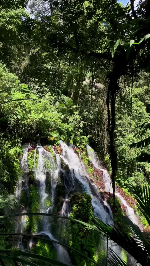 Vertical Static Shot of Tropical Jungle Waterfall with Vines in Bali Stock Footage 339449987