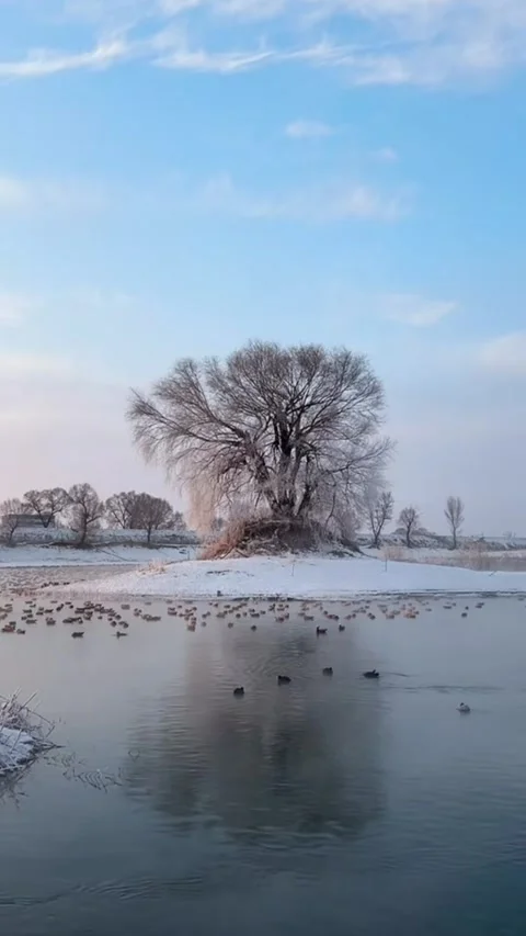 Vertical static shot of wild ducks swimming in Songhua River with rime ice c Stock Footage 327576543