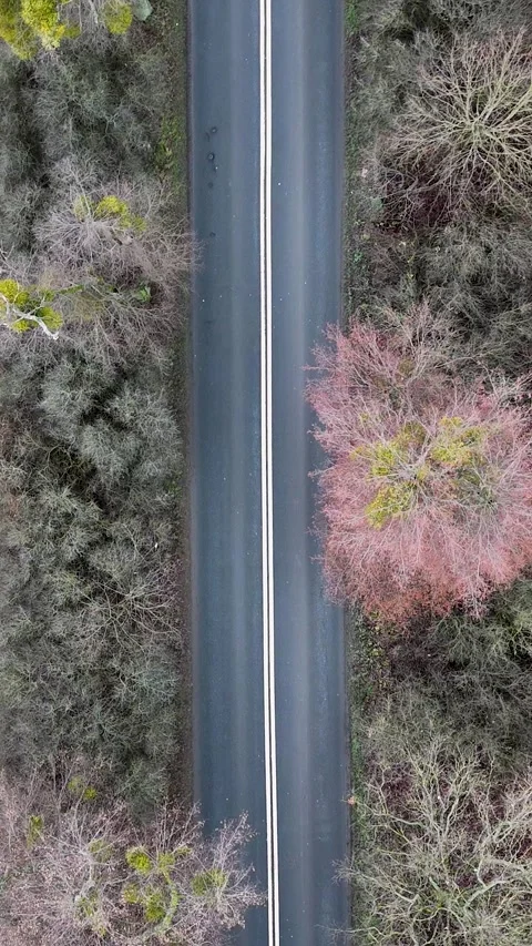 Vertical Static Top-Down Drone View of Empty Forest Road Stock Footage 323877233