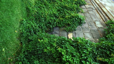 Vertical static video for the background. green wall of dense leaves on wall Stock Footage 201306770