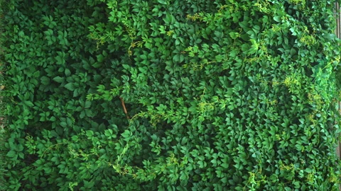 Vertical static video for the background. green wall of dense leaves on wall Stock Footage 201306871