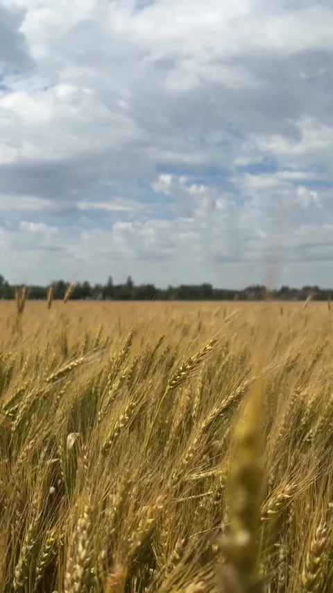 Vertical Static View of Golden Barley Field Under Cloudy Sky Manitoba Video stock 346808046
