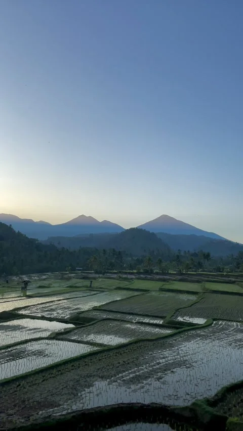 Vertical Static Wide Shot of Rice Terraces and Mountains in Bali Stock Footage 339646565
