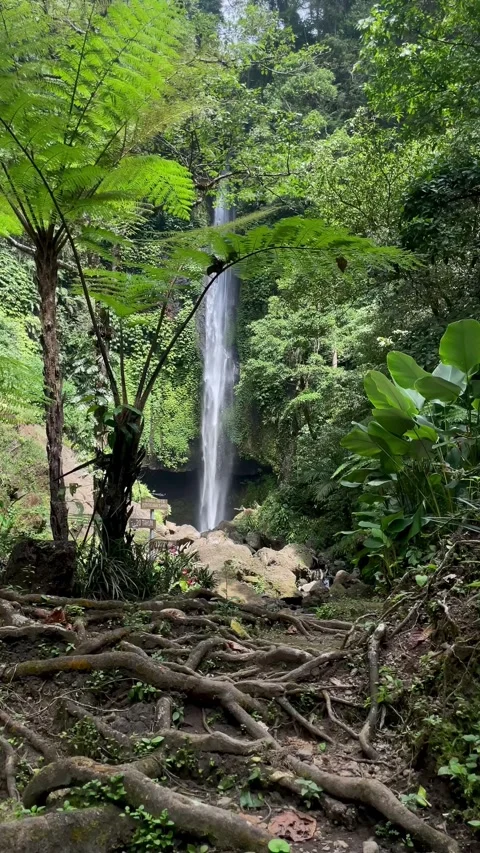 Vertical Static Wide Shot of Tall Waterfall and Tree Roots Stock Footage 340562521