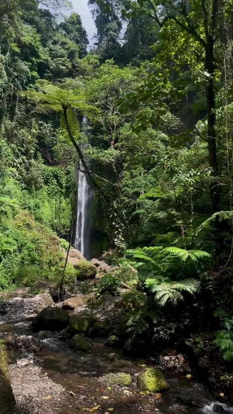 Vertical Static Wide Shot of Tall Waterfall in Bali Jungle Stock Footage 340562524