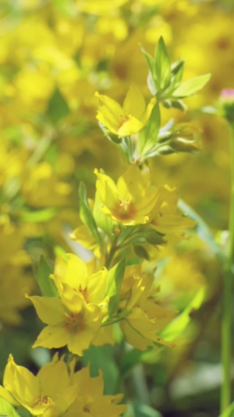 Vertical stem of bright yellow star-shaped flowers with buds and green leaves in Stock Footage 342054151