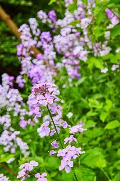 Vertical of stem with purple Dames Rocket on a hill full of flowers background 스톡 사진